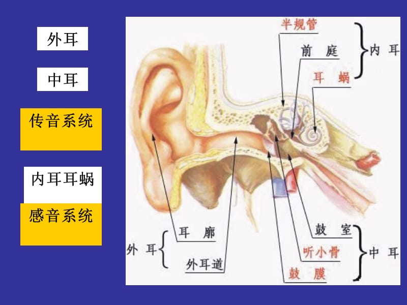 医学课件神经生物学 听觉.ppt_第2页