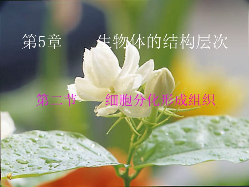 医学课件第二节细胞分化形成组织.ppt_第1页