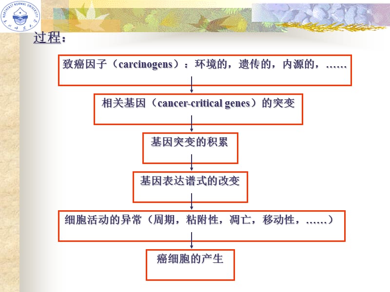 医学课件第二节癌细胞.ppt_第2页