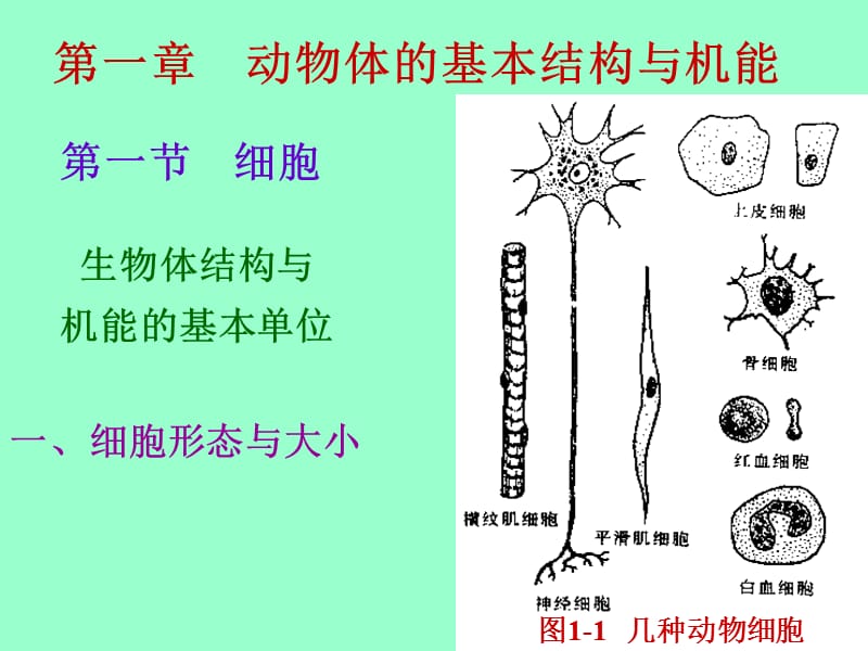 医学课件第一动物体的基本结构与机能.ppt_第1页