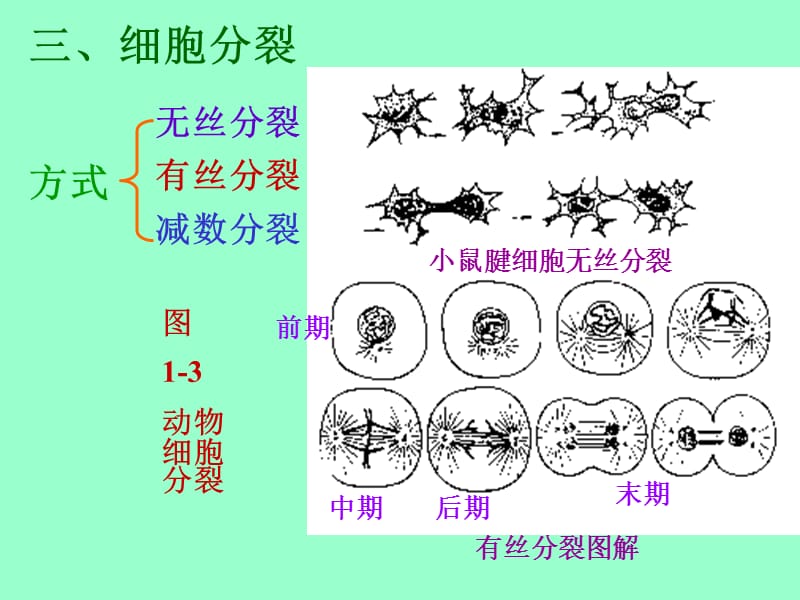 医学课件第一动物体的基本结构与机能.ppt_第3页