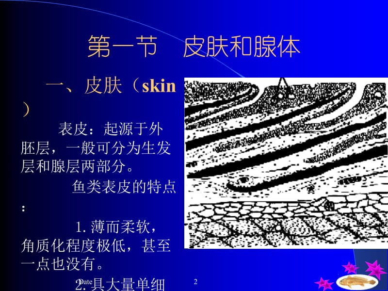 医学课件第二章皮肤及其衍生物Theskinanditsderivatives.ppt_第2页