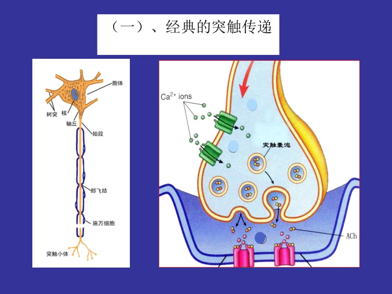 医学课件神经生物学 3突触的功能.ppt_第2页