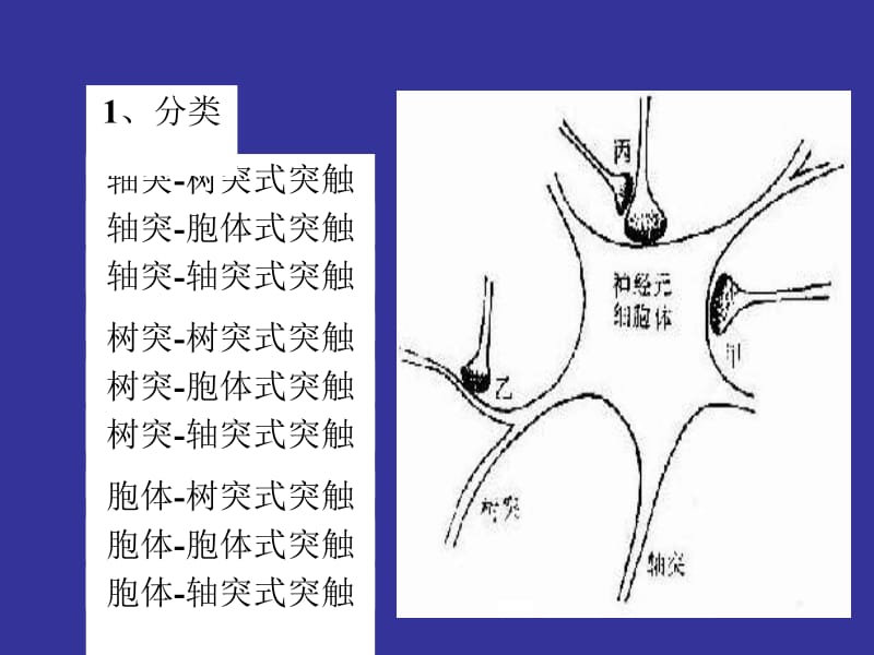 医学课件神经生物学 3突触的功能.ppt_第3页