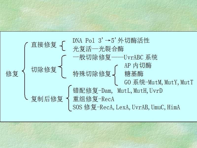 医学课件第二十一章基因突变.ppt_第2页