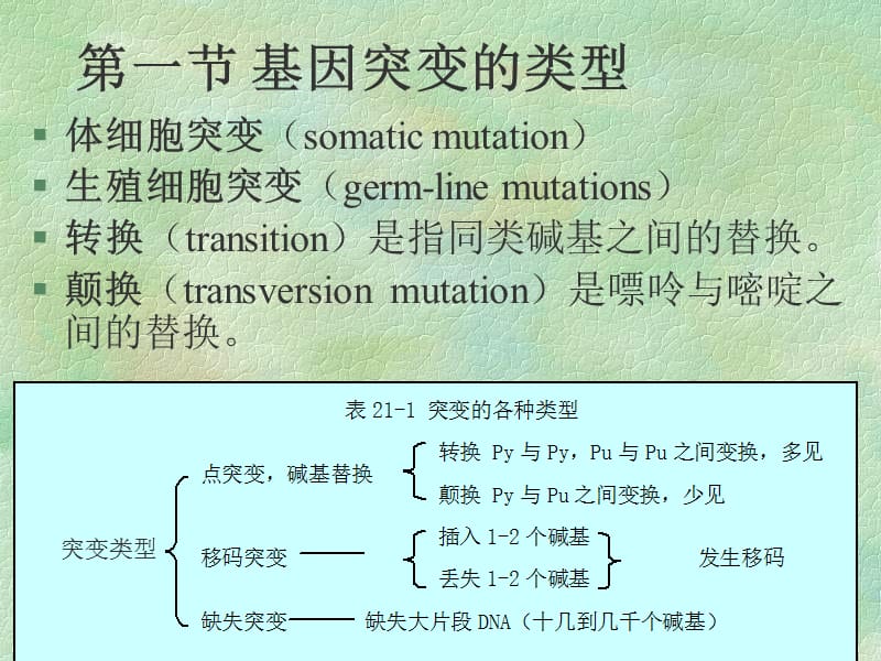 医学课件第二十一章基因突变.ppt_第3页