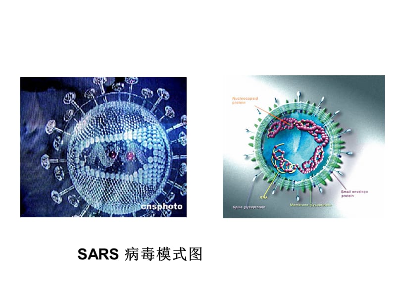 医学课件第一部分走近细胞第一部分从生物圈到细胞教学课件.ppt_第2页