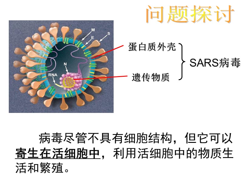 医学课件第一部分走近细胞第一部分从生物圈到细胞教学课件.ppt_第3页