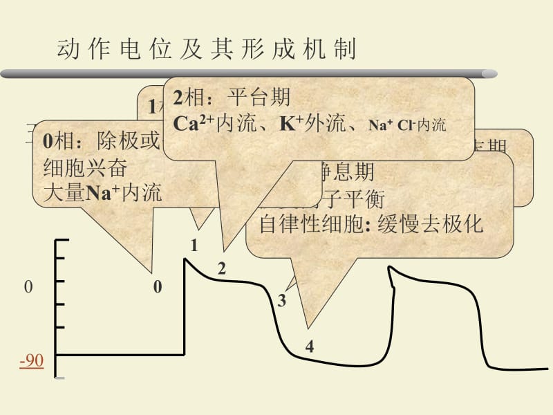 医学课件第24章抗心律失常药.ppt_第3页