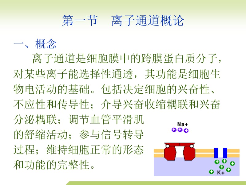 医学课件离子通道概论钙通道阻滞药.ppt_第3页