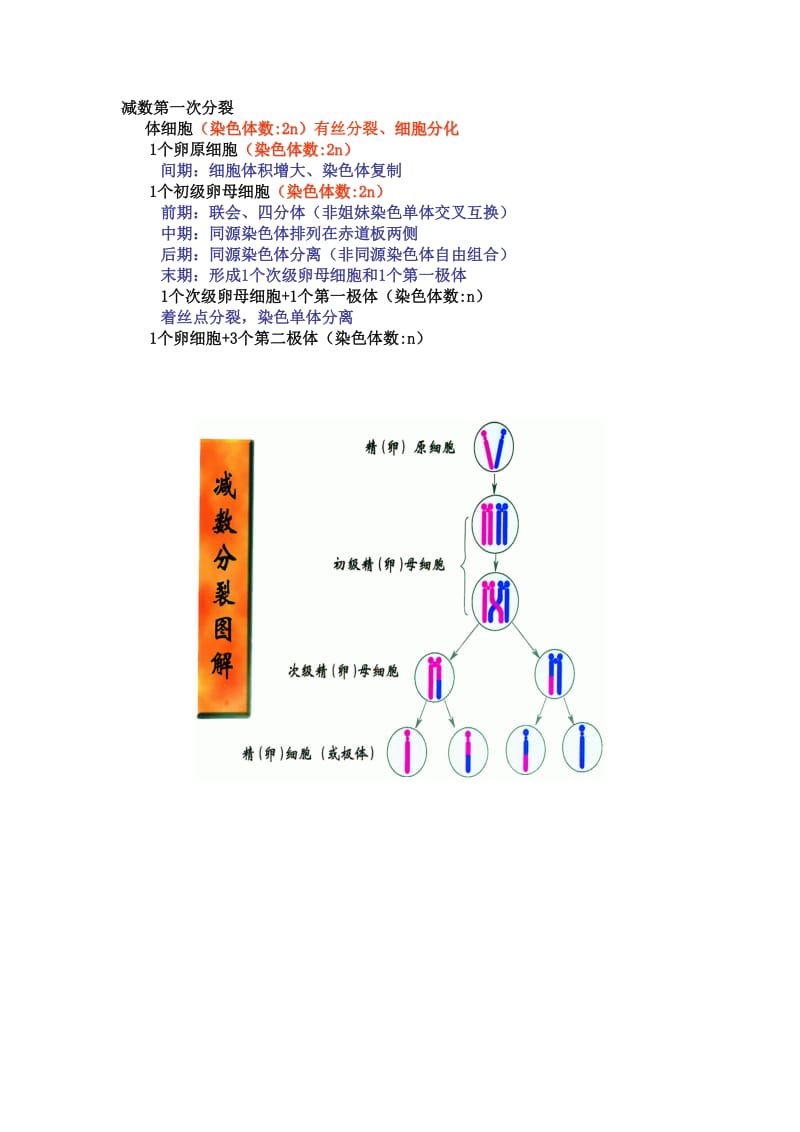 最新2.1《减数分裂和受精作用》教案2汇编.doc_第3页