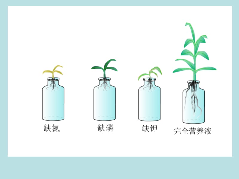 医学课件矿质营养.ppt_第1页