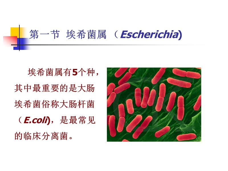 医学课件第二章肠杆菌科.ppt_第2页