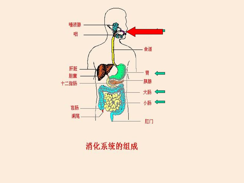 医学课件第二节食物的消化和营养物质的吸收.ppt_第2页