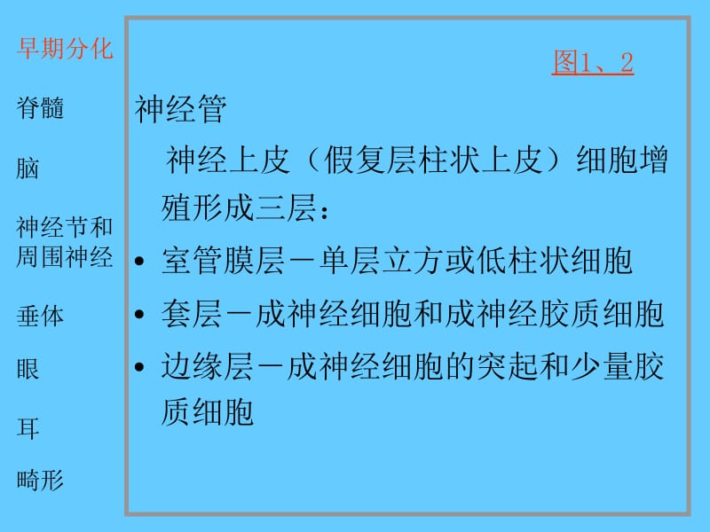 医学课件神经系统和眼耳的发生PPT.ppt_第3页