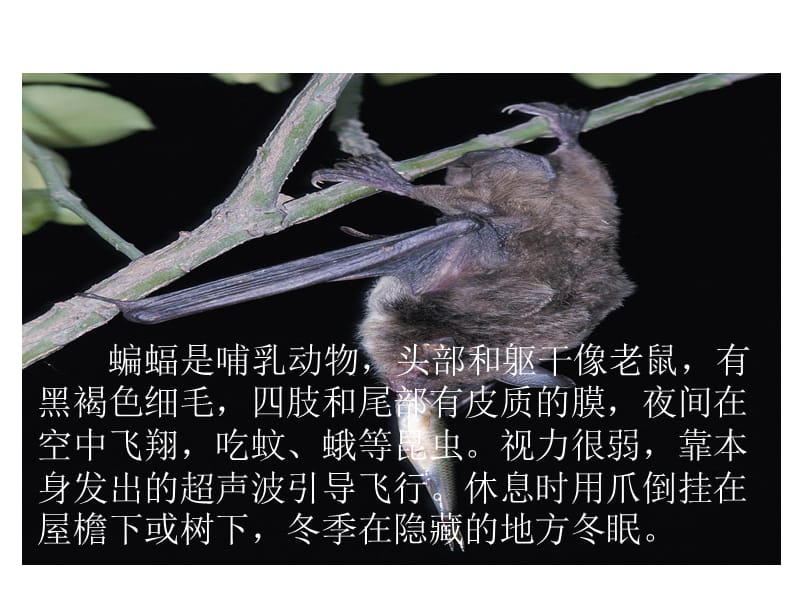 11蝙蝠和雷达.ppt[精选文档].ppt_第3页