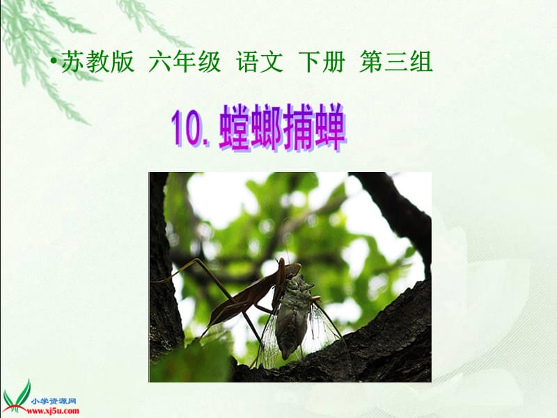 10《螳螂捕蝉》课件(8)[精选文档].ppt_第1页