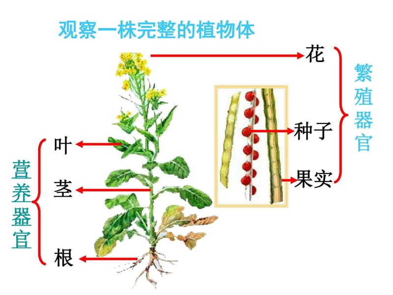 最新2018苏科版生物七年级下册9.1《植物体的组成》ppt课件..ppt_第2页