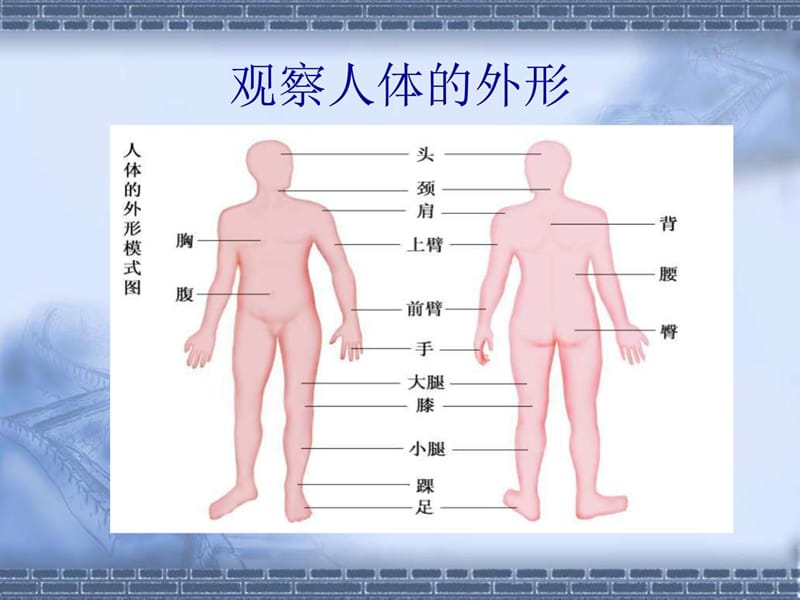 最新2018苏科版生物七年级下册9.2《人体的组成》ppt课件(1)..ppt_第2页