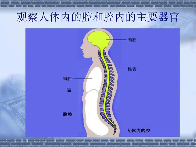 最新2018苏科版生物七年级下册9.2《人体的组成》ppt课件(1)..ppt_第3页