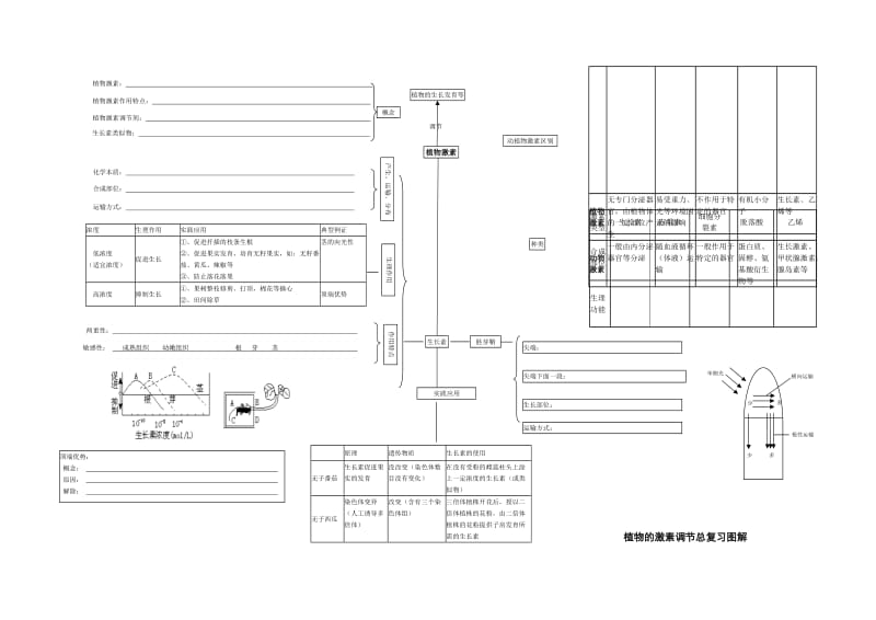 植物激素调节总复习图解[精选文档].doc_第2页
