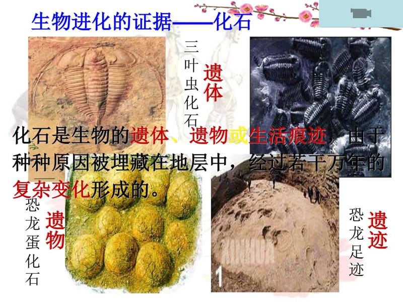 最新2018苏科版生物八年级下册23.2《生物进化的历程》ppt课..ppt_第2页