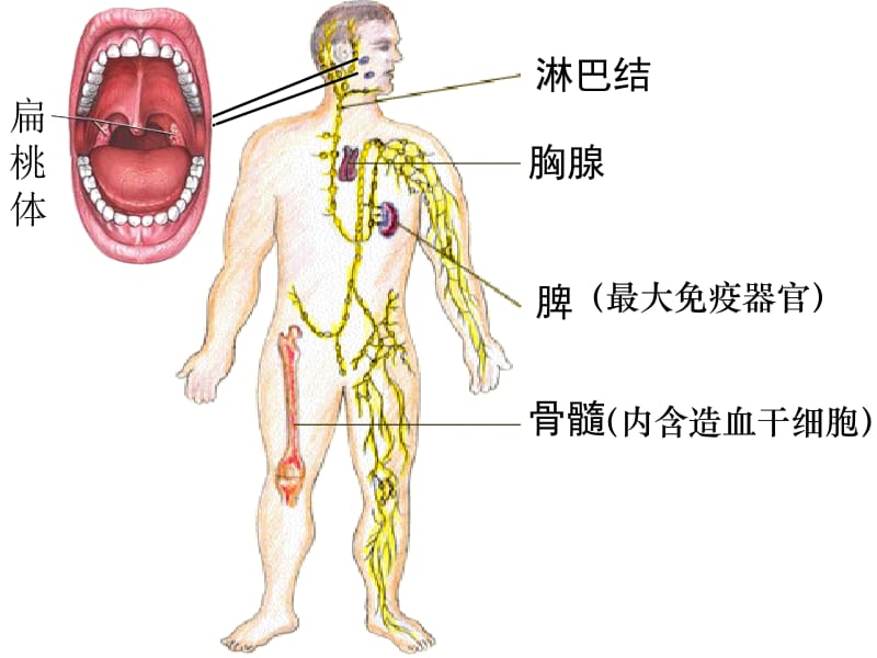 2.4《免疫调节》课件耿培[精选文档].ppt_第3页