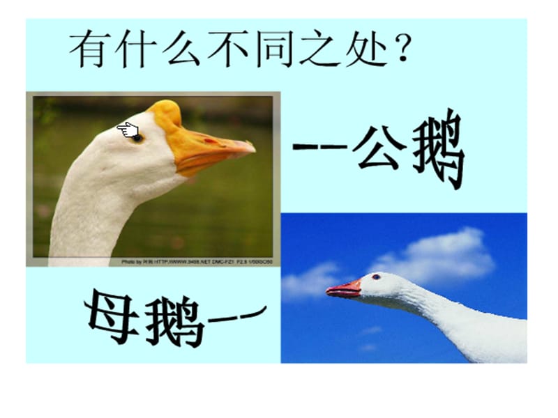 14白公鹅.ppt[精选文档].ppt_第2页