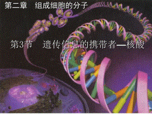 2.3遗传信息的携带者-核酸谭霞[精选文档].ppt