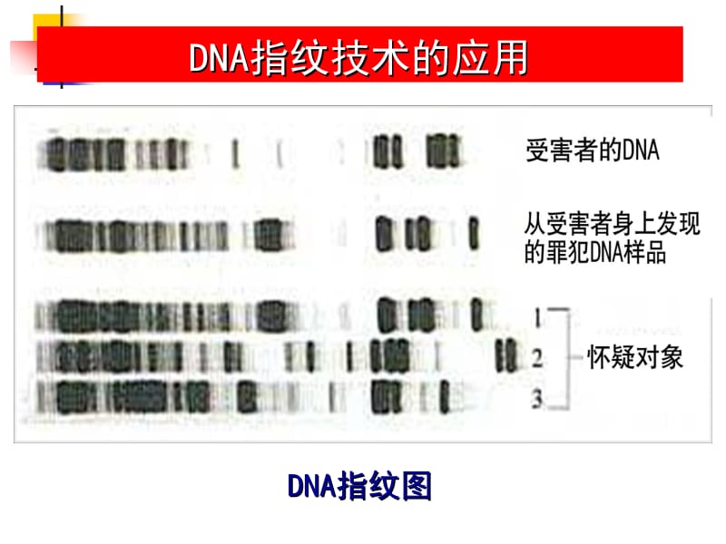 2.3遗传信息的携带者-核酸课件邓飞[精选文档].ppt_第3页