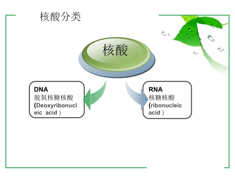 2.3遗传信息的携带者—核酸课件张小兰[精选文档].ppt_第3页