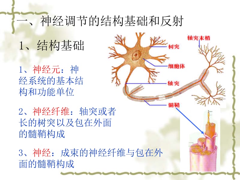 2.1《通过神经系统的调节》+课件+王新燕[精选文档].ppt_第2页