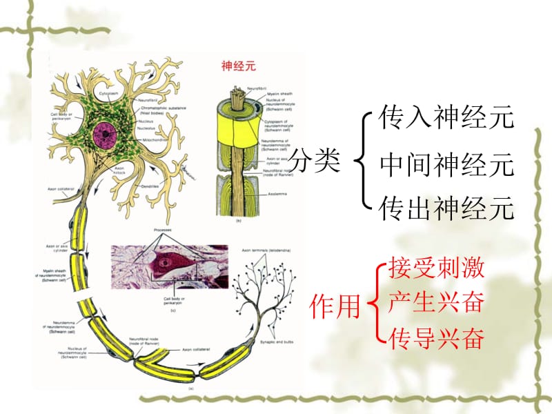 2.1《通过神经系统的调节》+课件+王新燕[精选文档].ppt_第3页