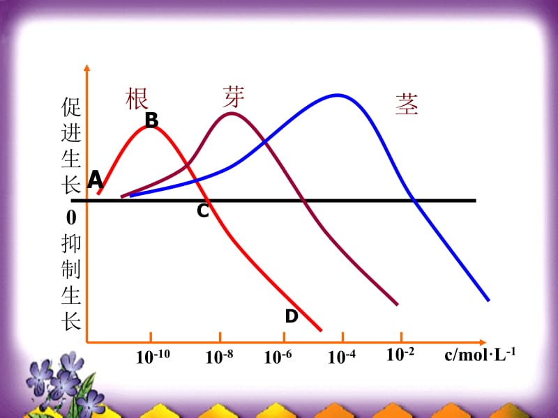 3.2《生长素的生理作用》课件冯惠坚[精选文档].ppt_第3页