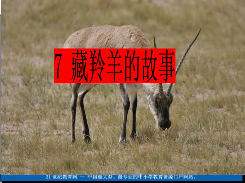 7藏羚羊的故事课件[精选文档].ppt_第3页