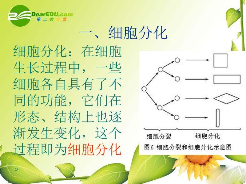 2_植物体的结构层次_公开课课件人教版[精选文档].ppt_第3页