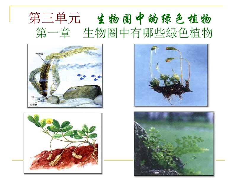 3-1-1藻类、苔藓和蕨类植物[精选文档].ppt_第1页