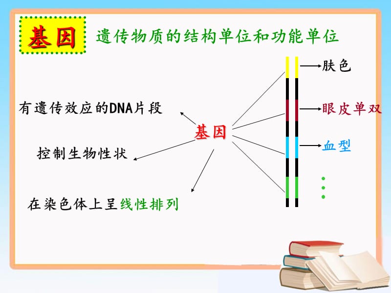 4.1《基因指导蛋白质的合成》课件10肖霞[精选文档].ppt_第3页