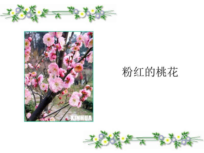 3、植物妈妈有办法 (3)[精选文档].ppt_第3页