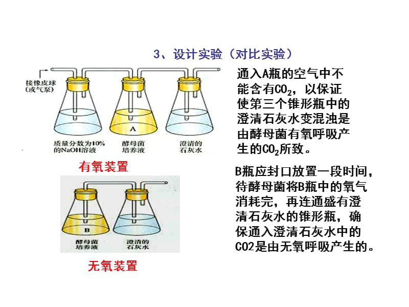 5.4ATP的主要来源-细胞呼吸（课件）(1)[精选文档].ppt_第3页