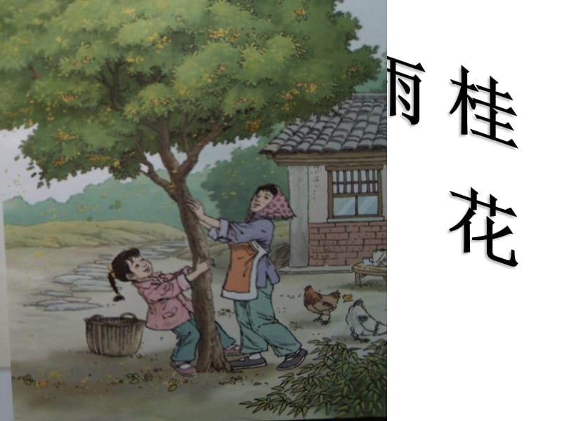 25桂花雨2[精选文档].ppt_第1页