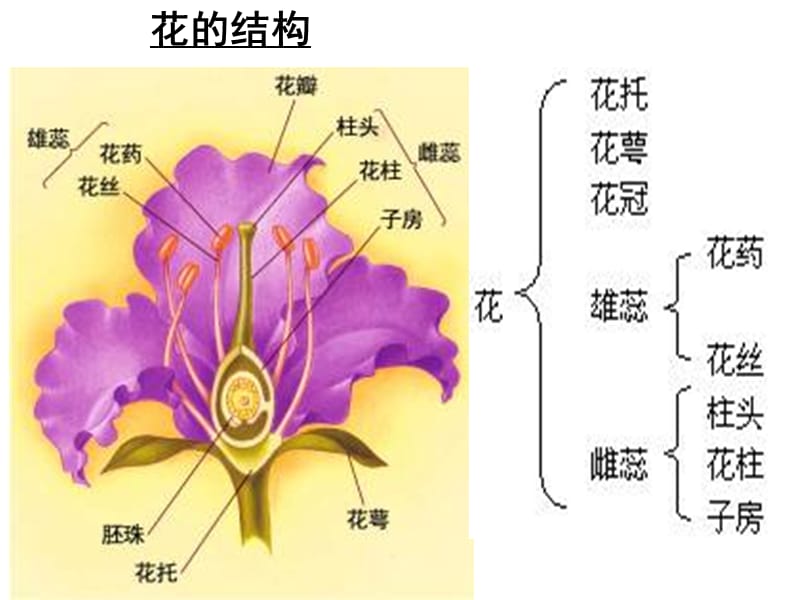 3.2《月季的花药培养》课件辛越权[精选文档].ppt_第2页