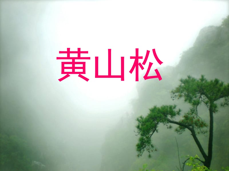 4黄山松课件2[精选文档].ppt_第1页