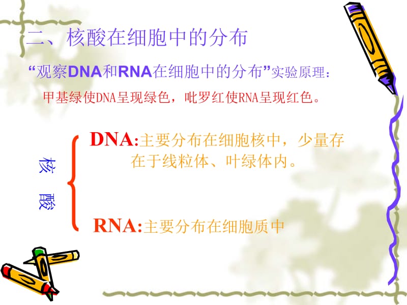 3节遗传信息的携带者——核酸[精选文档].ppt_第3页