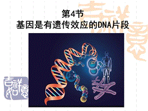 3.4《基因是有遗传效应的DNA片段》课件4[精选文档].ppt