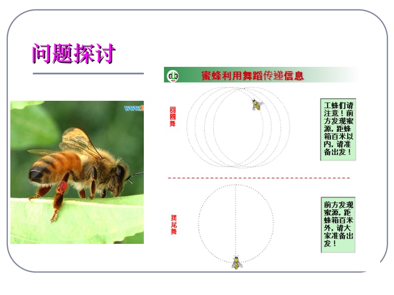 5.4生态系统的信息传递[精选文档].ppt_第2页