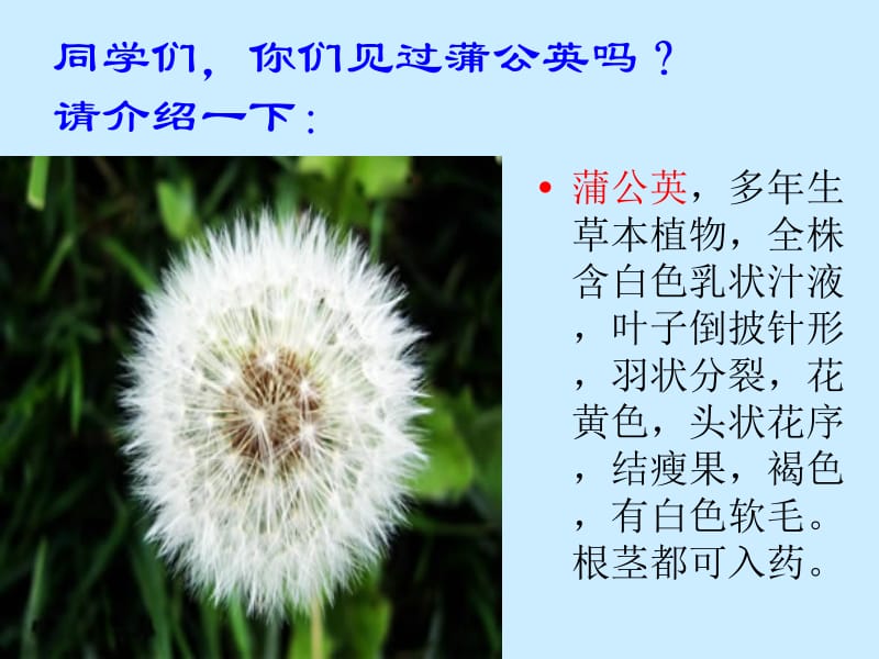 2金色的草地PPT[精选文档].ppt_第2页