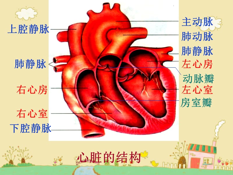 人体内的血液循环[精选文档].ppt_第2页