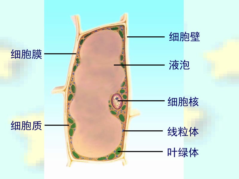 人和动物细胞结构与功能[精选文档].ppt_第2页