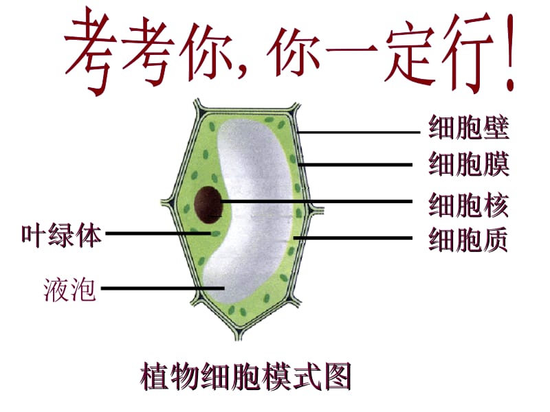 七年级上册细胞的生活[精选文档].ppt_第2页